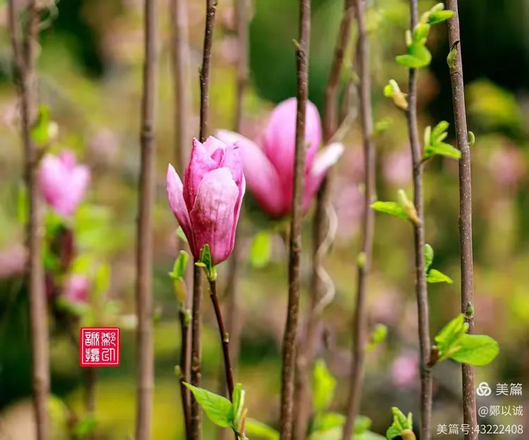 逍遥队多点开花，取得胜利关键